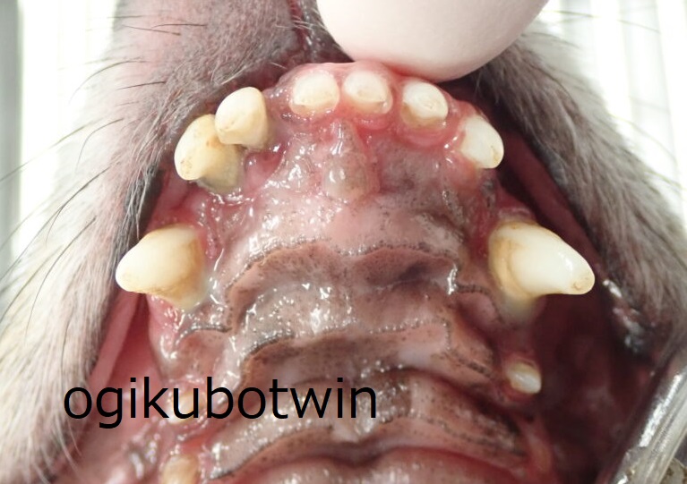 犬歯　再生治療